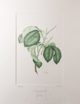 Banks Florilegium, Part 17, Plate 365