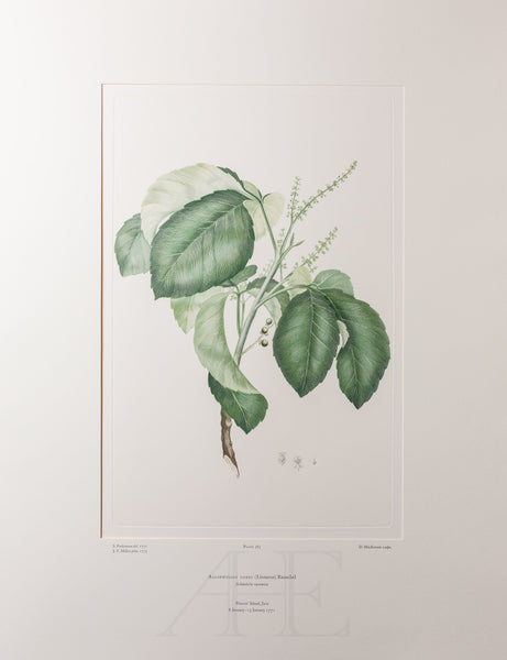 Banks Florilegium, Part 17, Plate 365