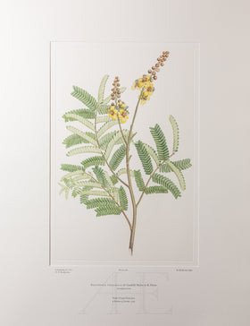 Banks Florilegium, Part 17, Plate 366