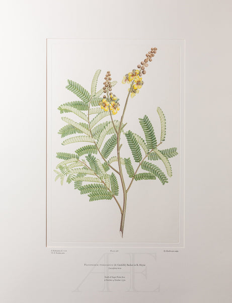 Banks Florilegium, Part 17, Plate 366