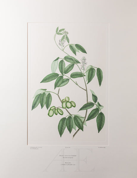 Banks Florilegium, Part 17, Plate 367