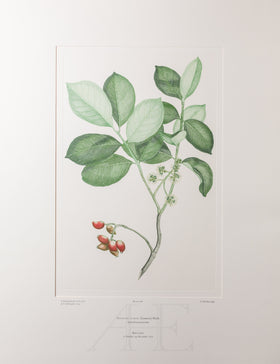 Banks Florilegium, Part 17, Plate 368