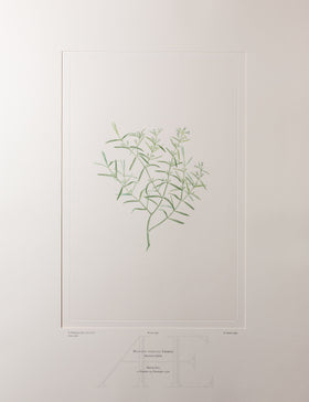 Banks Florilegium, Part 17, Plate 369