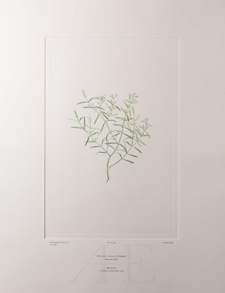 Banks Florilegium, Part 17, Plate 369