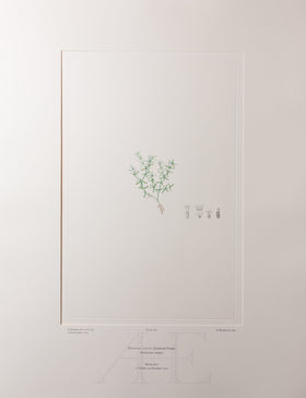 Banks Florilegium, Part 17, Plate 370