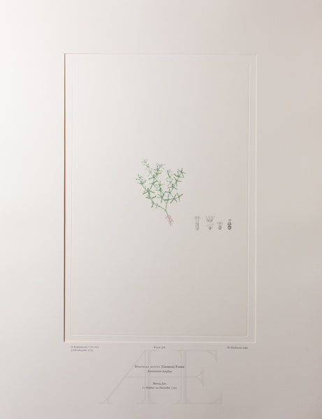 Banks Florilegium, Part 17, Plate 370