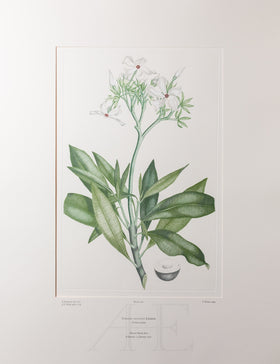 Banks Florilegium, Part 17, Plate 371