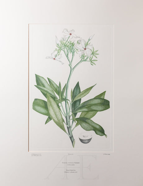 Banks Florilegium, Part 17, Plate 371
