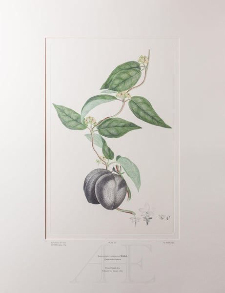 Banks Florilegium, Part 17, Plate 372