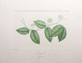 Banks Florilegium, Part 17, Plate 373
