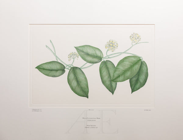 Banks Florilegium, Part 17, Plate 373