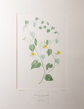 Banks Florilegium, Part 17, Plate 374