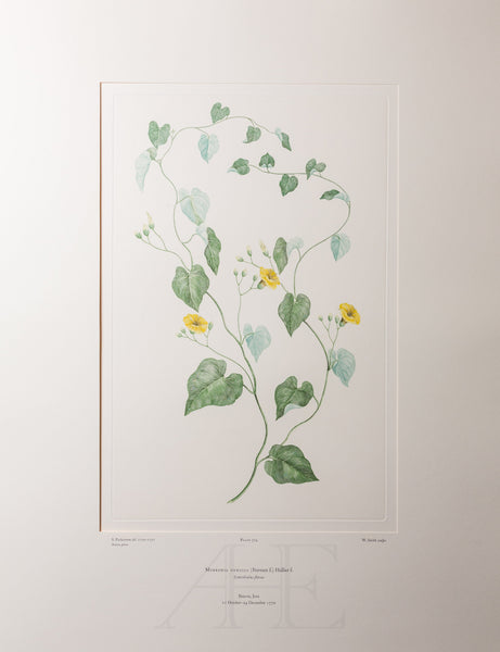 Banks Florilegium, Part 17, Plate 374