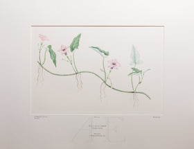 Banks Florilegium, Part 17, Plate 375