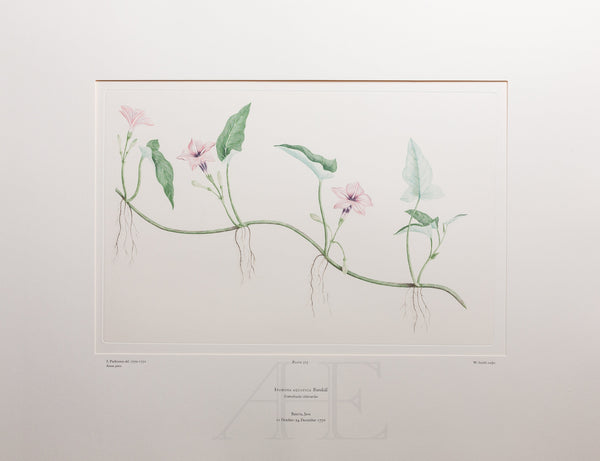 Banks Florilegium, Part 17, Plate 375