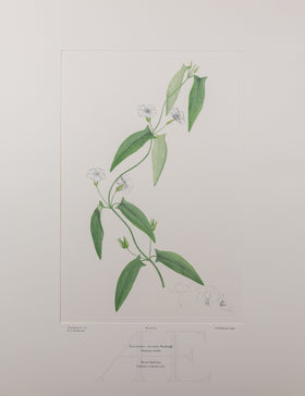 Banks Florilegium, Part 18, Plate 376