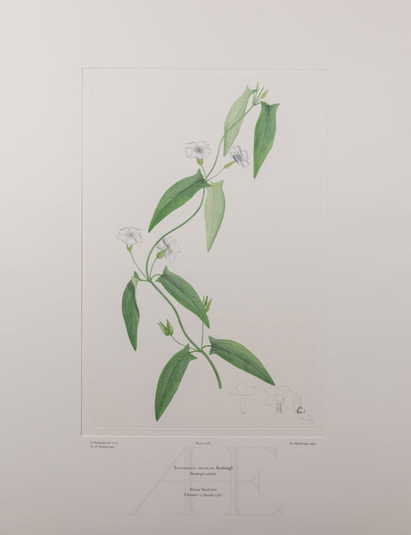 Banks Florilegium, Part 18, Plate 376