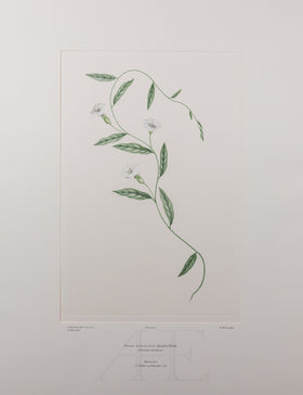 Banks Florilegium, Part 18, Plate 377