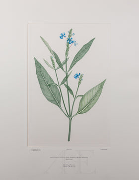 Banks Florilegium, Part 18, Plate 378