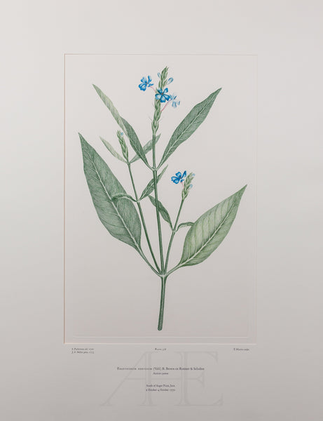 Banks Florilegium, Part 18, Plate 378