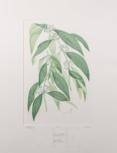 Banks Florilegium, Part 18, Plate 379