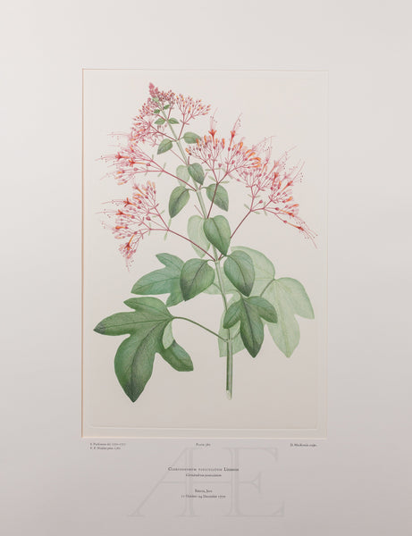 Banks Florilegium, Part 18, Plate 380