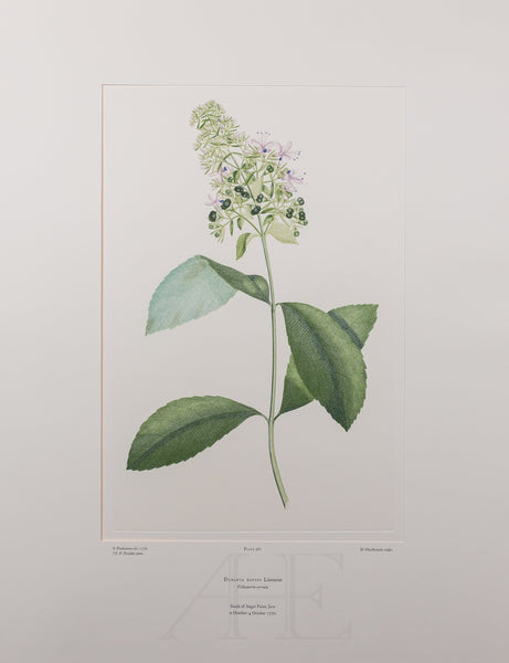 Banks Florilegium, Part 18, Plate 381