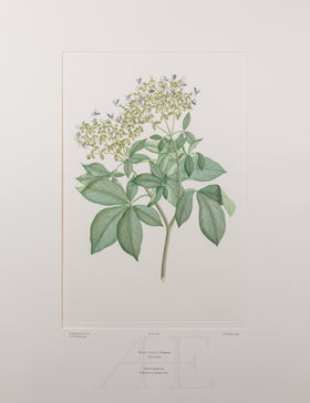Banks Florilegium, Part 18, Plate 382