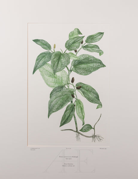Banks Florilegium, Part 18, Plate 383