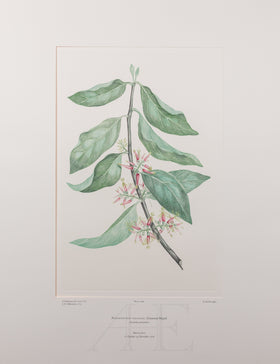 Banks Florilegium, Part 18, Plate 384