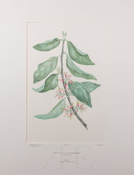 Banks Florilegium, Part 18, Plate 384