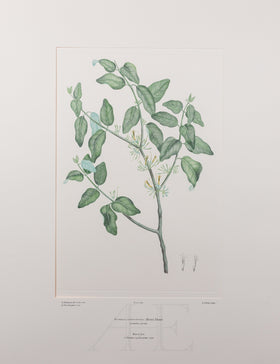 Banks Florilegium, Part 18, Plate 385