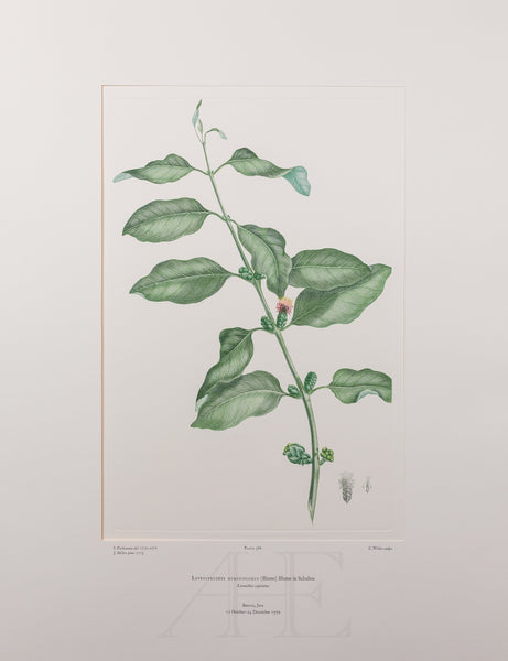 Banks Florilegium, Part 18, Plate 386