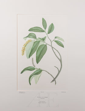 Banks Florilegium, Part 18, Plate 387