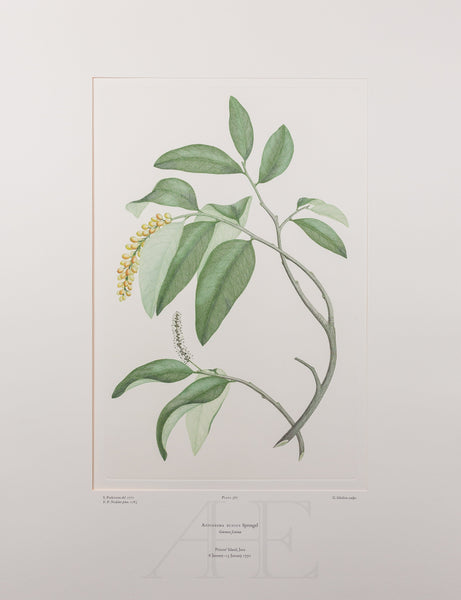 Banks Florilegium, Part 18, Plate 387