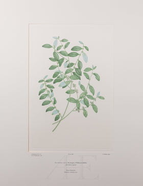 Banks Florilegium, Part 18, Plate 388