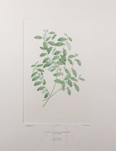 Banks Florilegium, Part 18, Plate 388