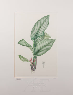 Banks Florilegium, Part 18, Plate 389