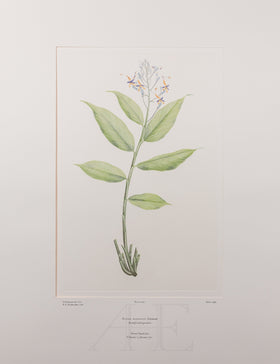 Banks Florilegium, Part 18, Plate 390