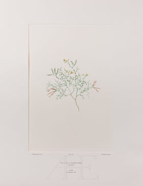 Banks Florilegium, Part 19, Plate 391