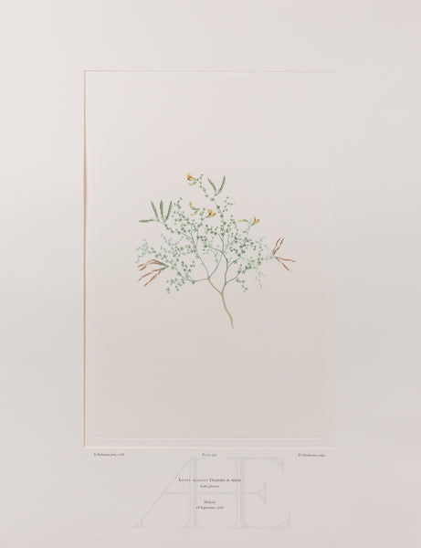 Banks Florilegium, Part 19, Plate 391