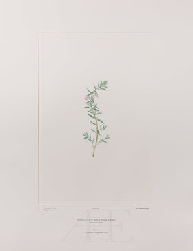 Banks Florilegium, Part 19, Plate 392