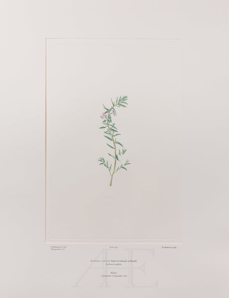 Banks Florilegium, Part 19, Plate 392