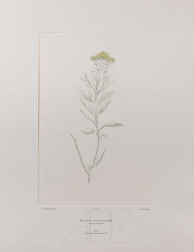 Banks Florilegium, Part 19, Plate 393