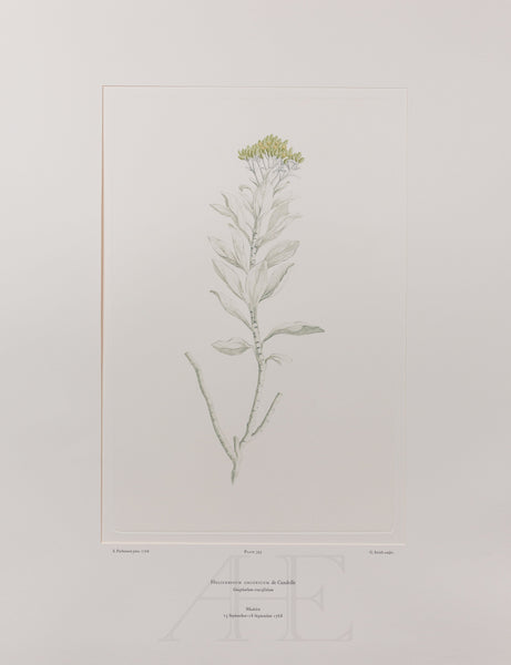 Banks Florilegium, Part 19, Plate 393