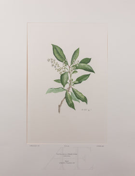 Banks Florilegium, Part 19, Plate 394
