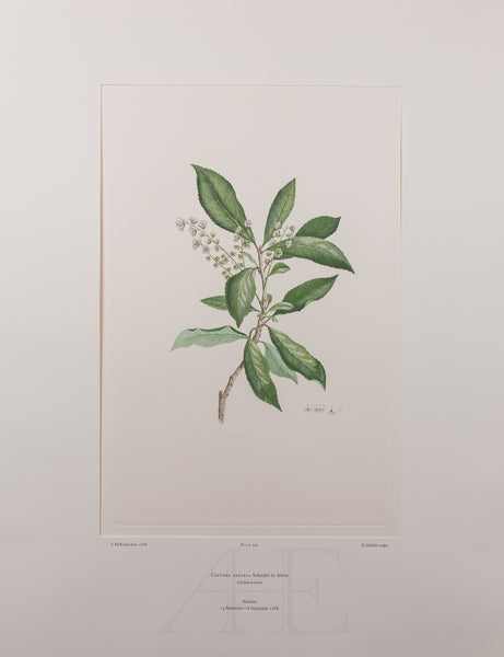 Banks Florilegium, Part 19, Plate 394