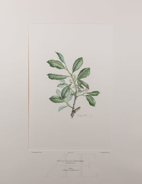 Banks Florilegium, Part 19, Plate 395