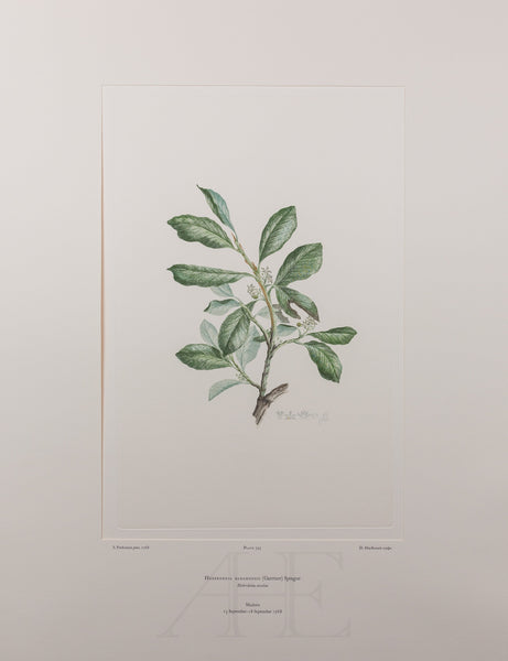 Banks Florilegium, Part 19, Plate 395