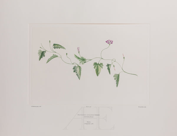 Banks Florilegium, Part 19, Plate 396